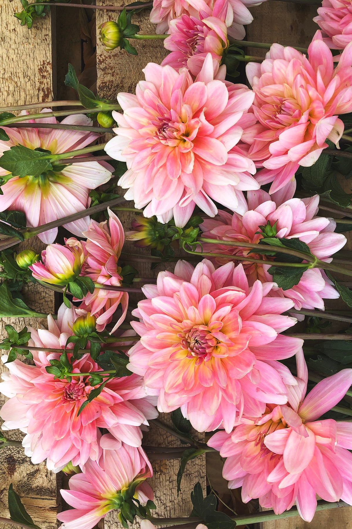 Dahlia Gerrie Hoek Whistling Prairie Flowers Canada Dahlia Tubers
