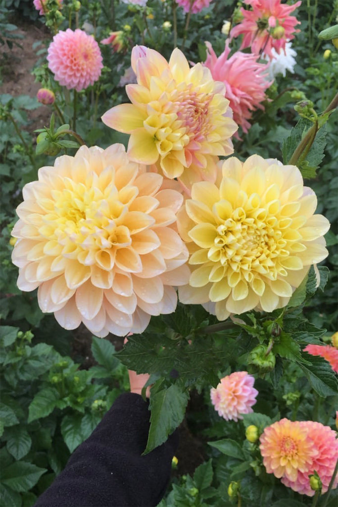 houseonthehill yellowflower ロンティ 80サイズ Dahlia Honey Dew | Whistling Prairie Flowers Canada Dahlia Tubers