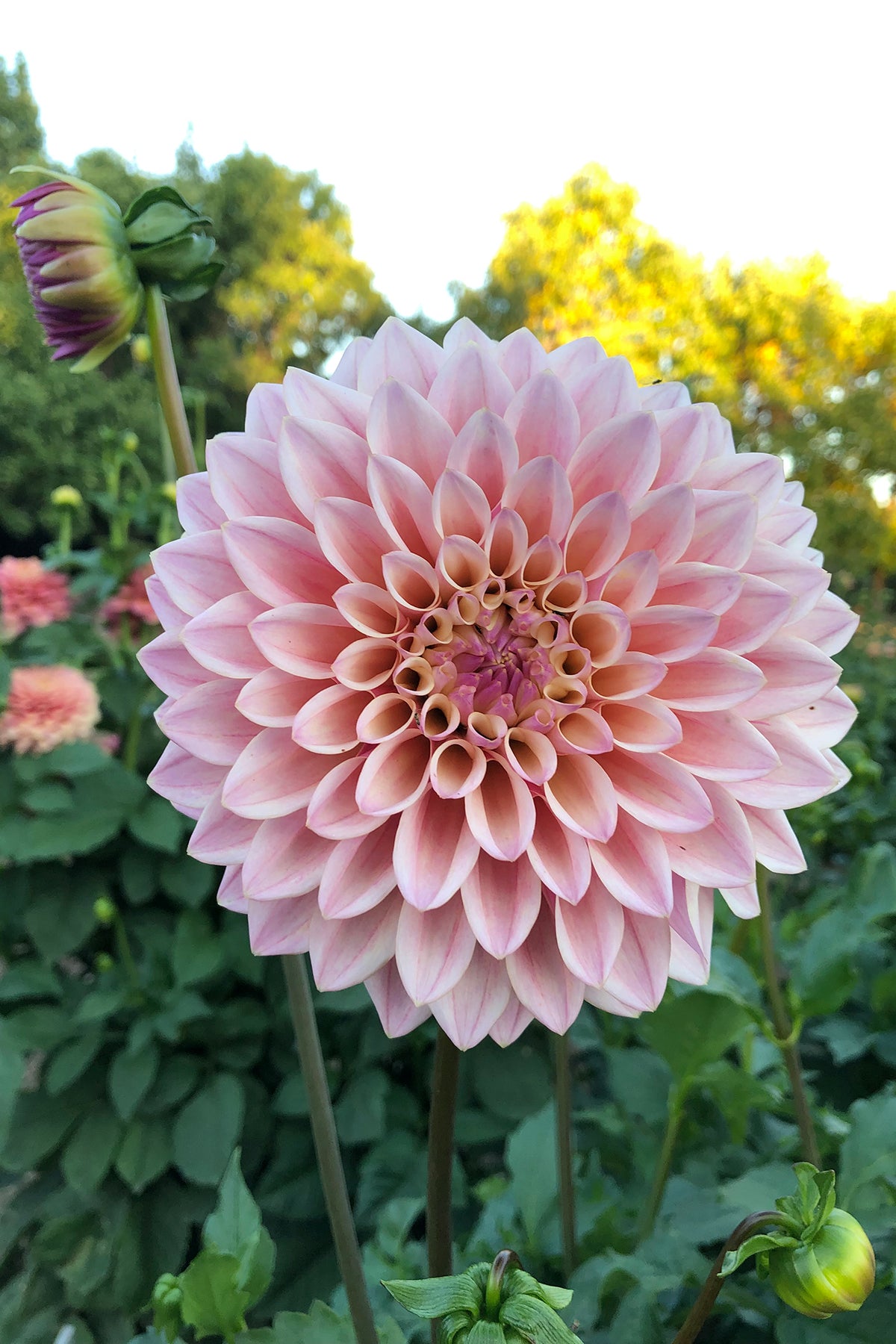 Dahlia Coralie Whistling Prairie Flowers Canada Dahlia Tubers