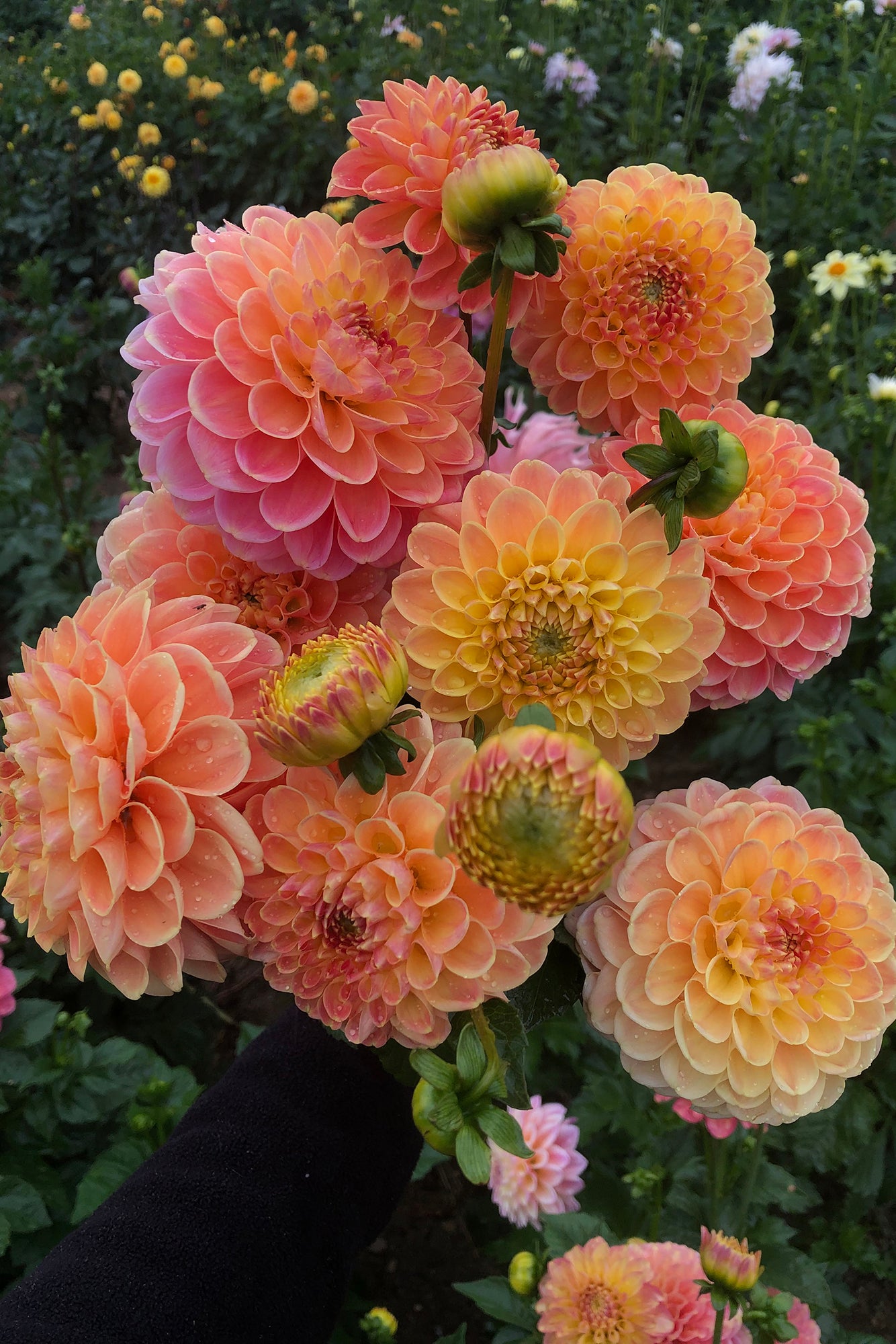 Dahlia Crichton Honey Whistling Prairie Flowers Canada Dahlia Tubers