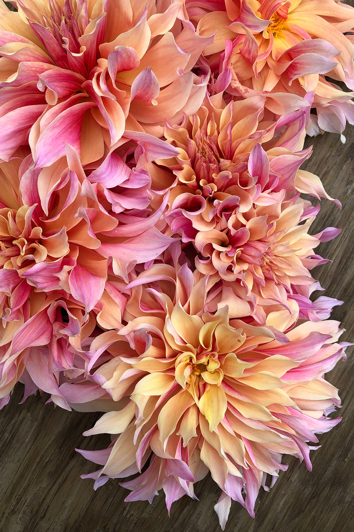 Dahlia Labyrinth Whistling Prairie Flowers Canada Dahlia Tubers