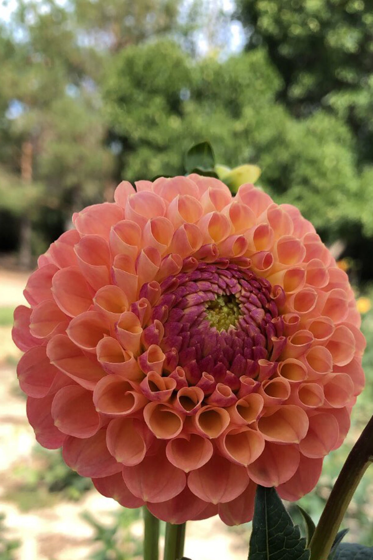 Dahlia Jowey Paula