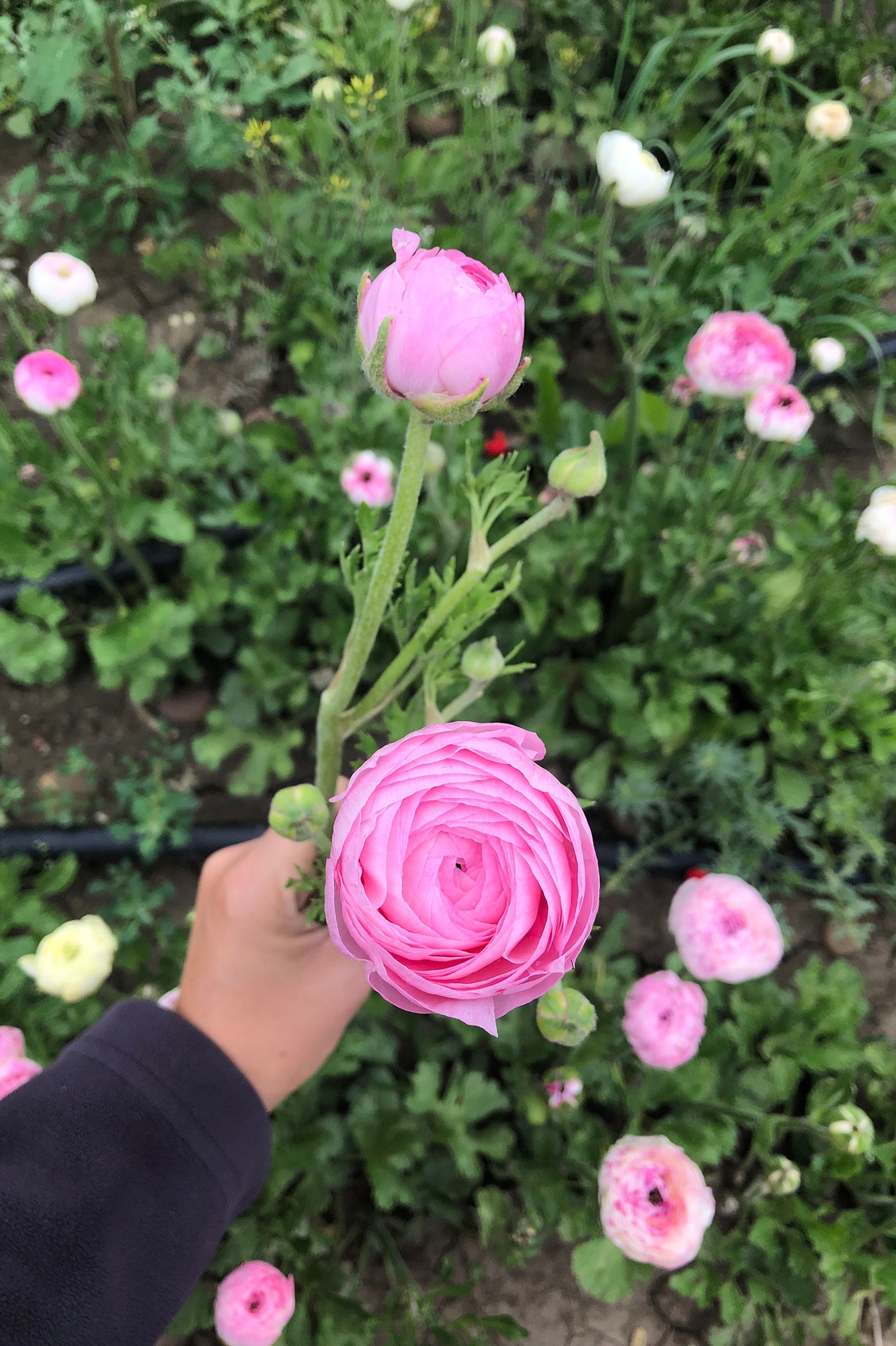 Ranunculus Marshmallow Whistling Prairie Flowers