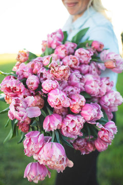 Tulip Pink Star - Whistling Prairie Flowers