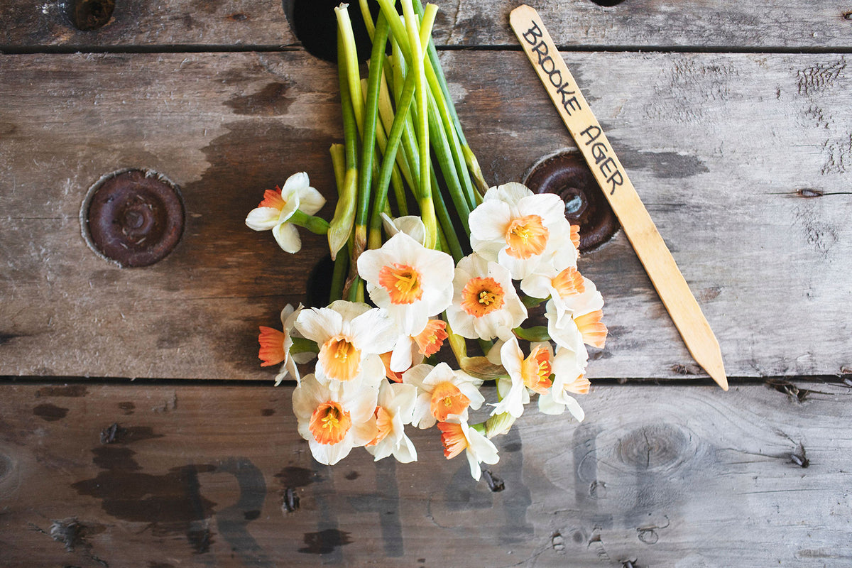 Narcissus Brooke Ager