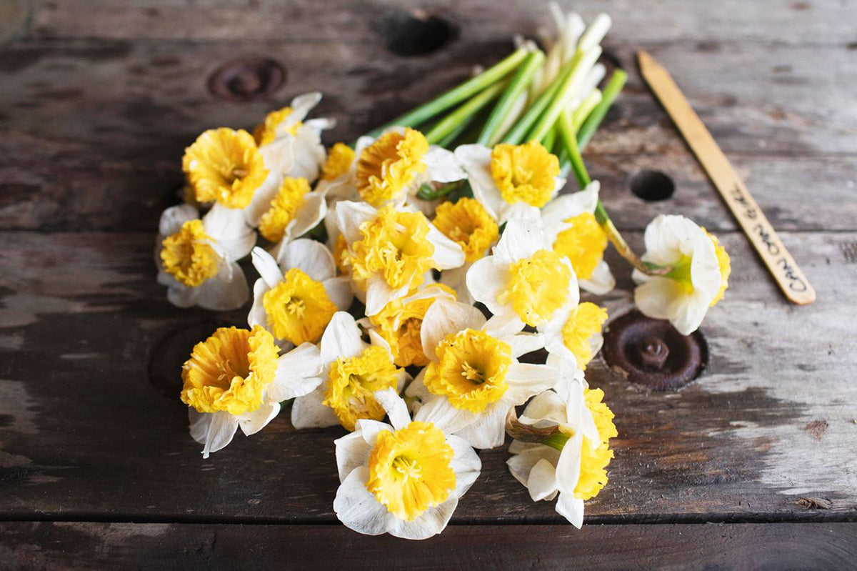 Narcissus Can Can Girl