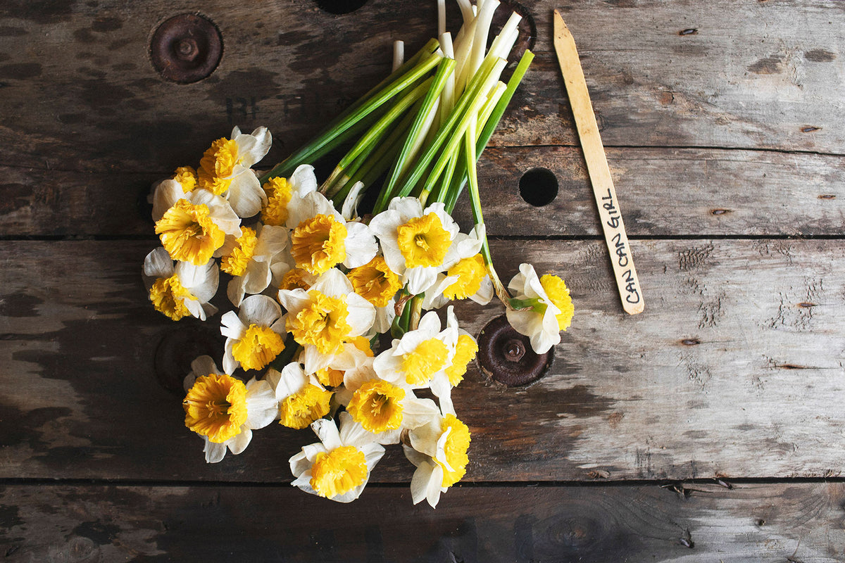 Narcissus Can Can Girl