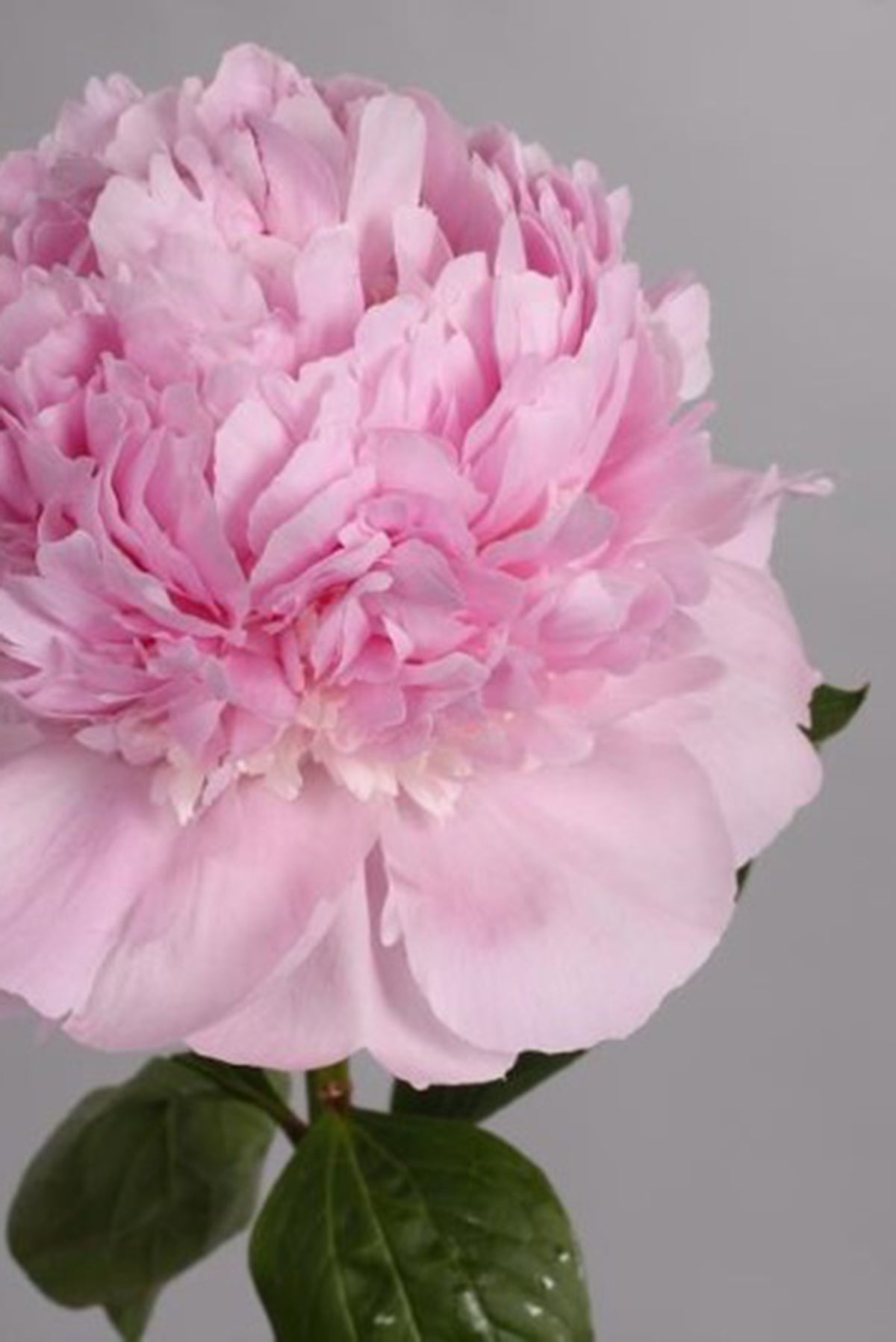 Peony Angel Cheeks