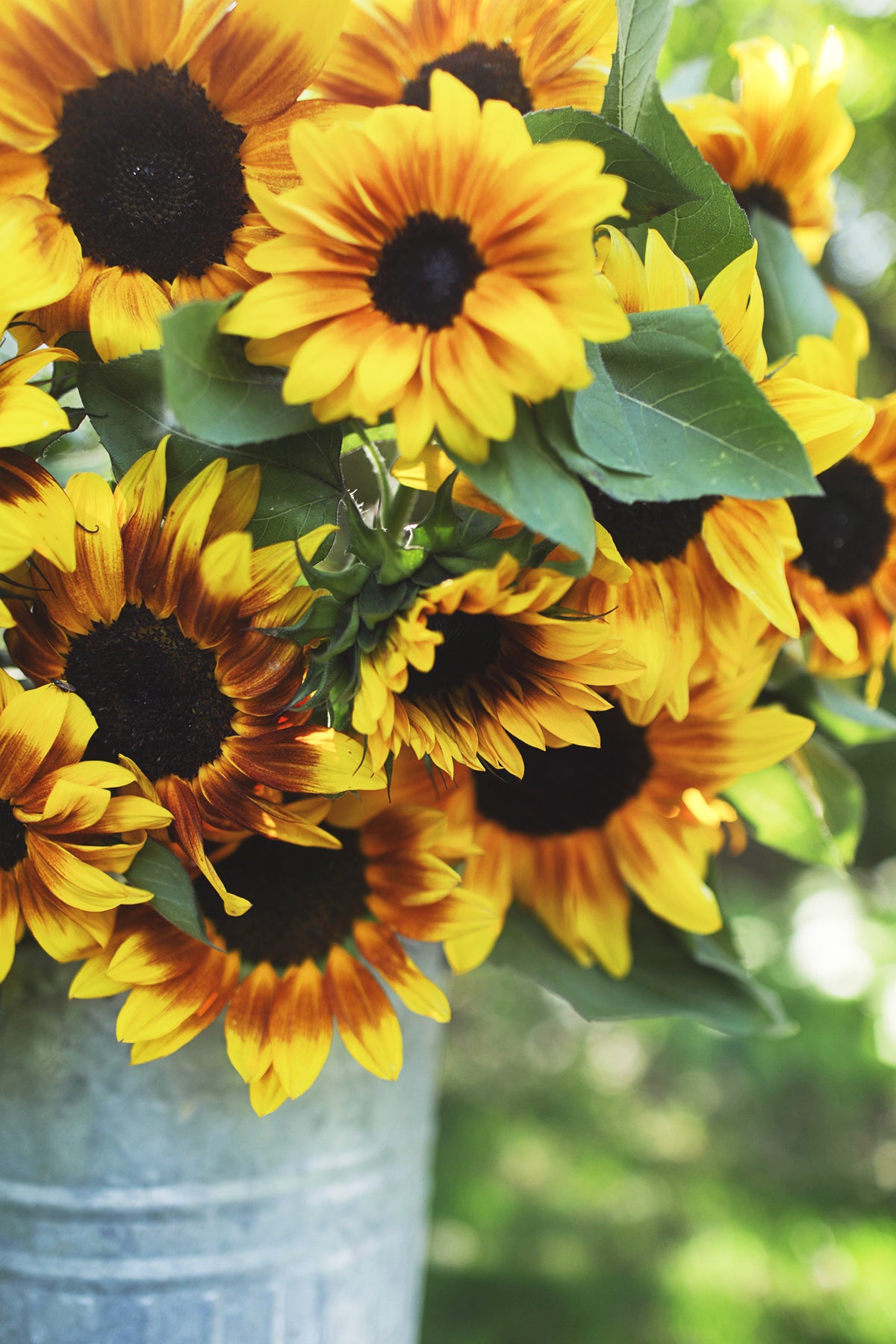 Sunflower ProCut Bicolor