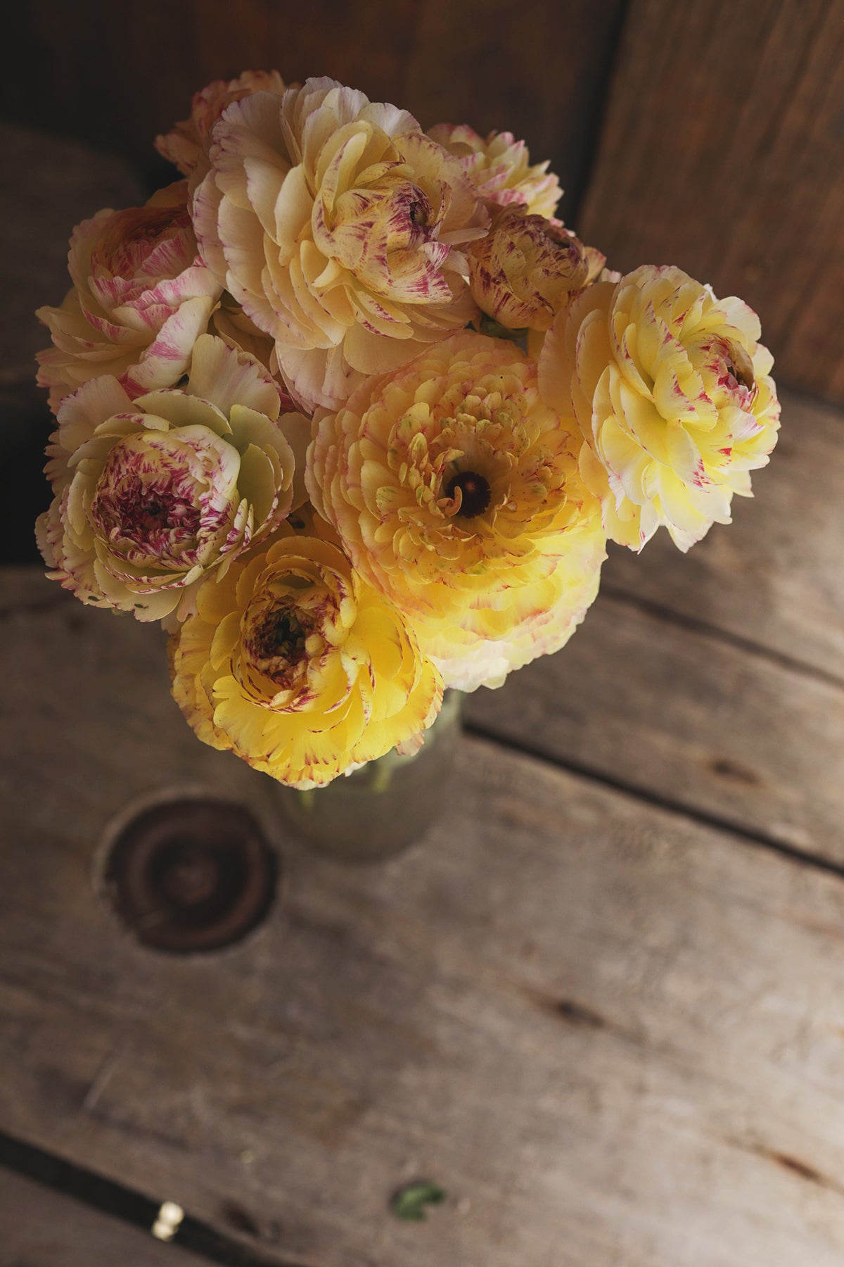 Ranunculus Tiger