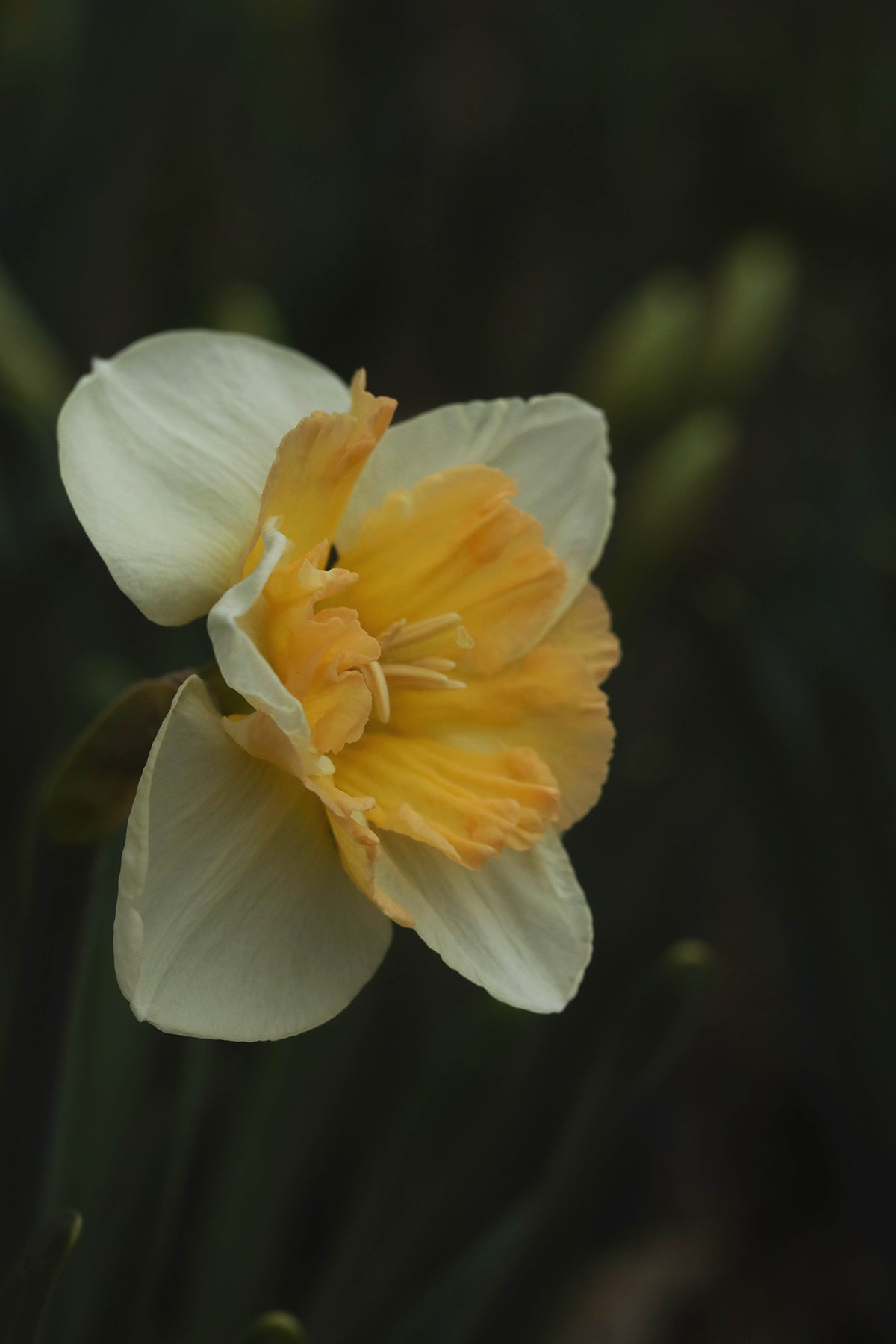 Narcissus Edinburgh
