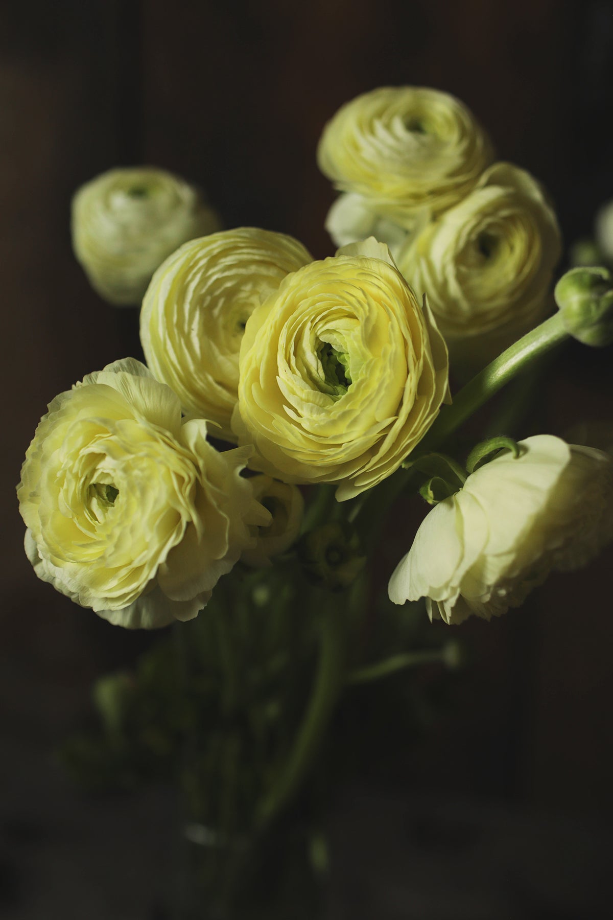 Ranunculus Cream - Whistling Prairie Flowers