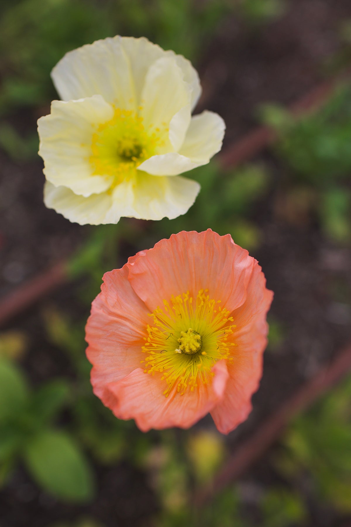Iceland Poppies Pastel Meadows