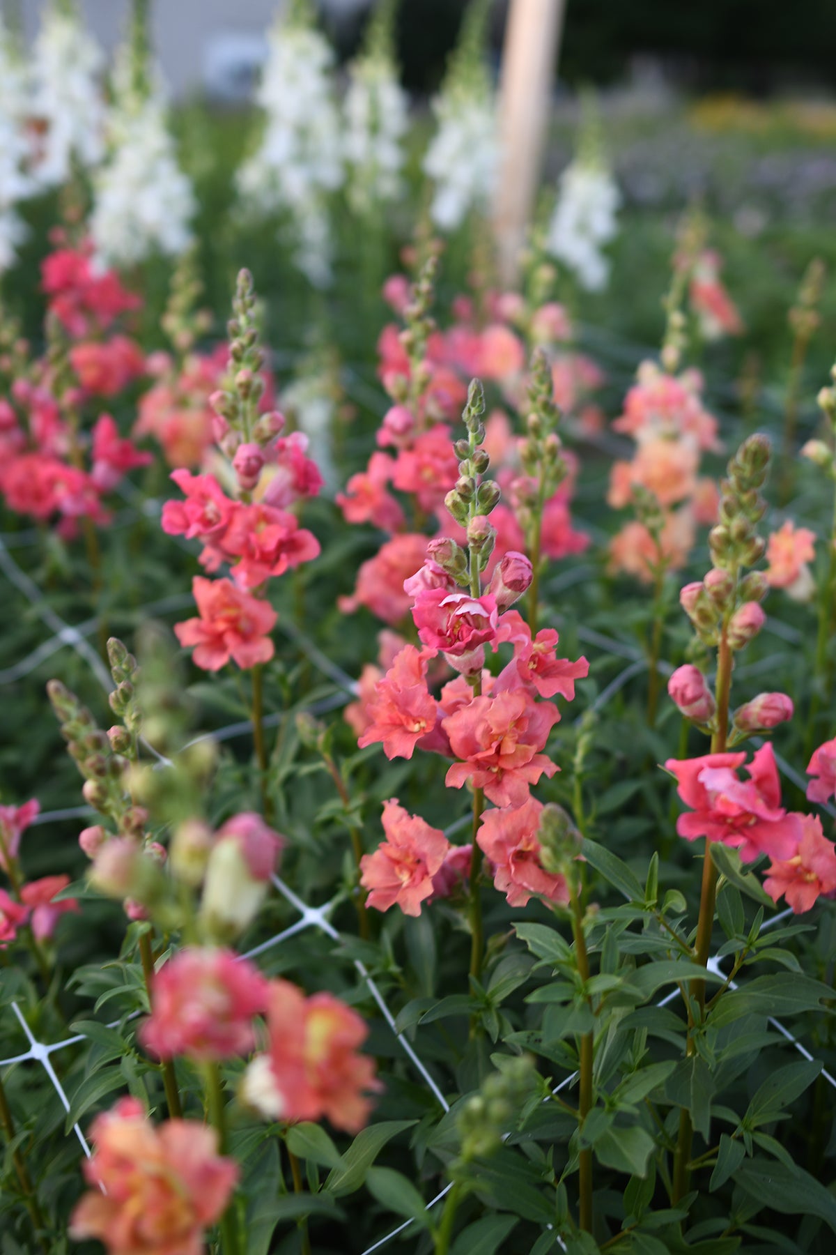 Snapdragon Madame Butterfly Bronze