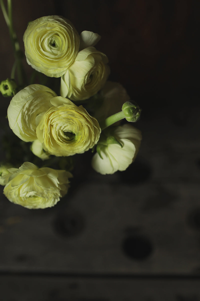 Ranunculus Cream - Whistling Prairie Flowers