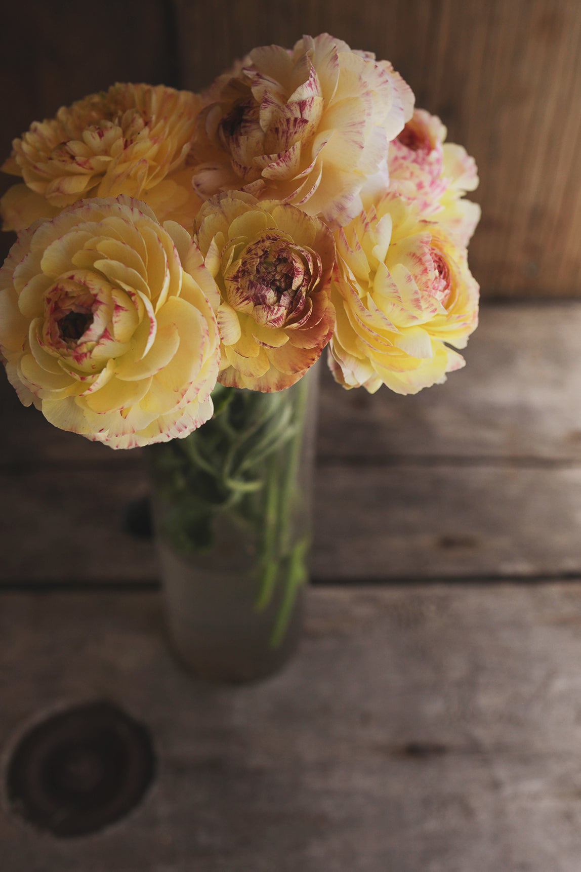 Ranunculus Tiger