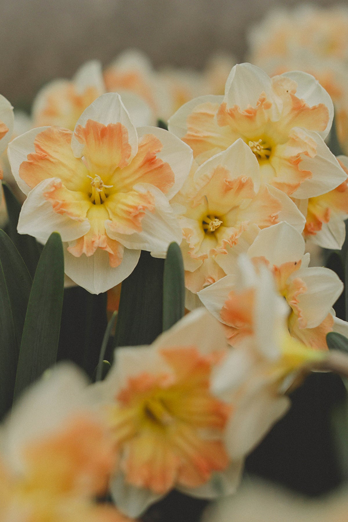 Narcissus Edinburgh