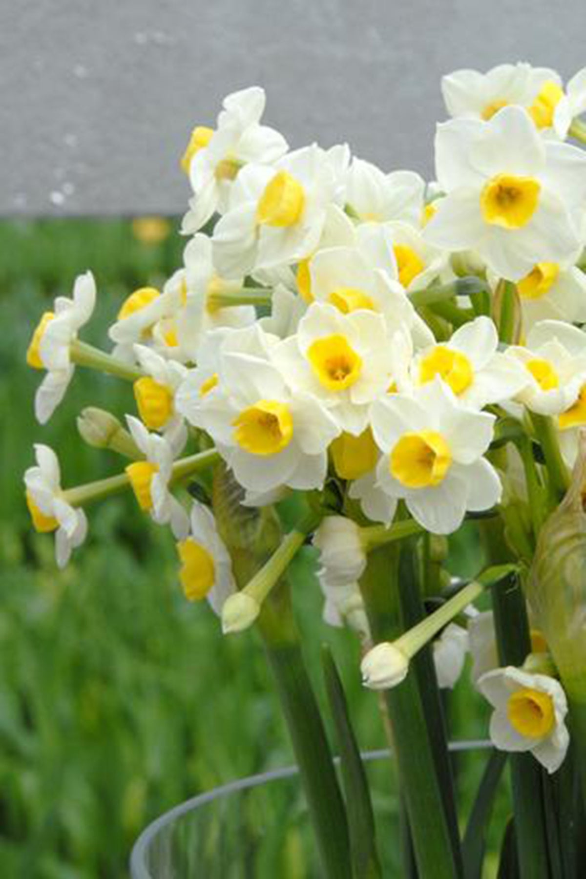 Narcissus Avalanche
